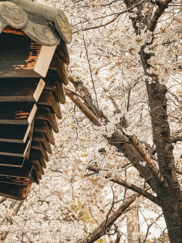 봄은 하동에서 시작해, 하동에서 완성된다