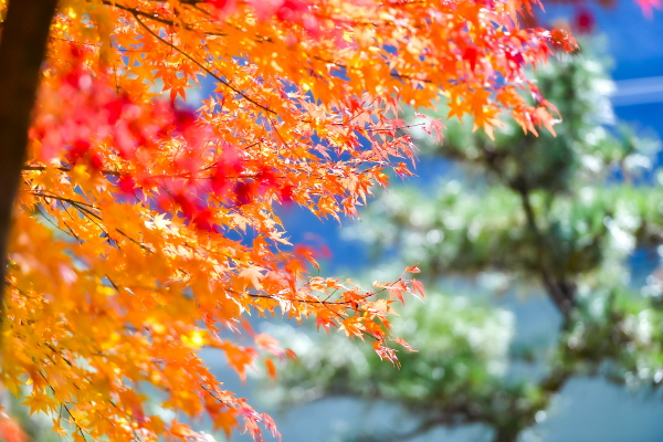 [포토]가을이 머무는 길, 입곡군립공원